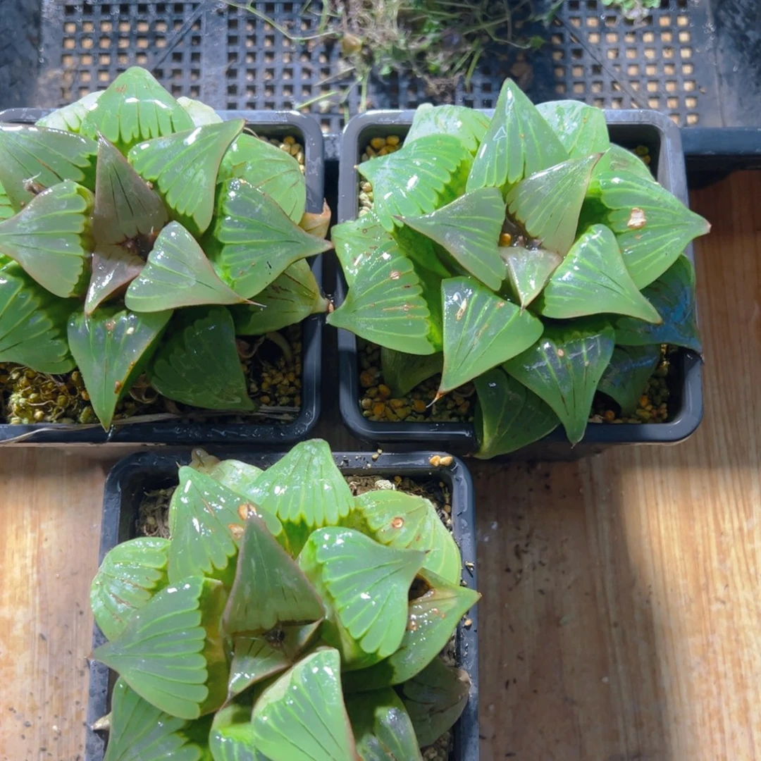 瑕疵媚凤母本玉露多肉一颗