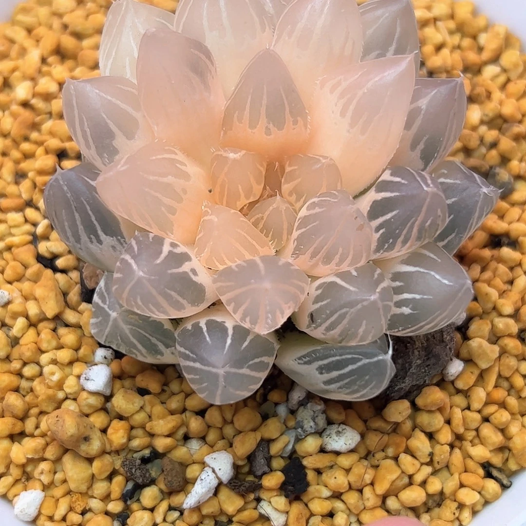 糊斑龙爪母本十二卷多肉