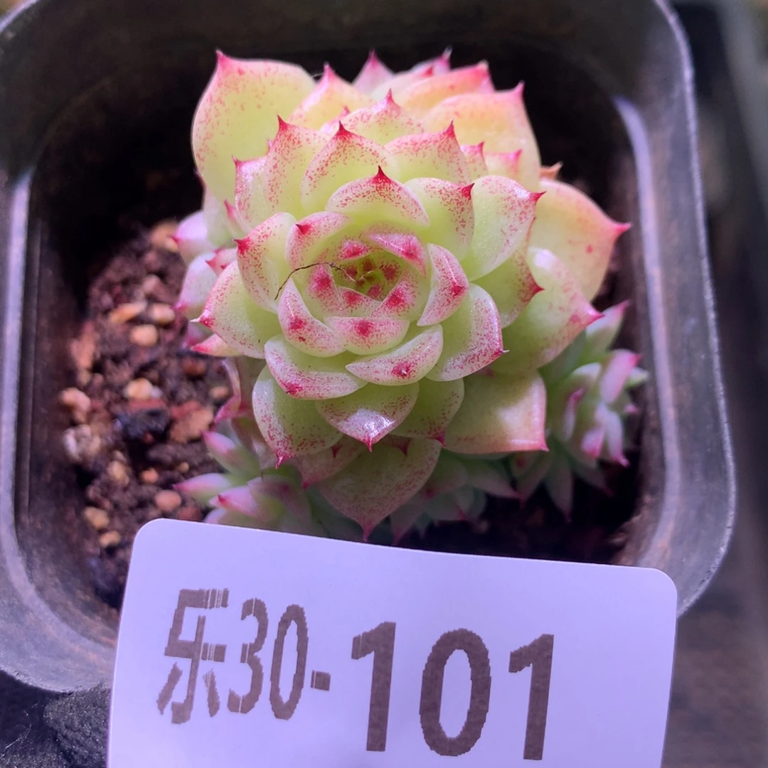 乐然30-101 麦秆群