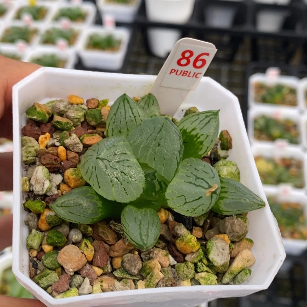 86号虞美人多肉植物