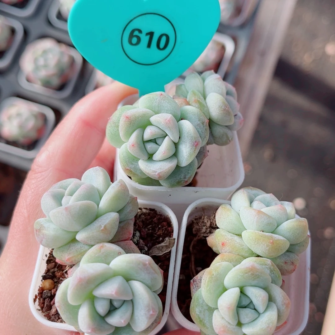 610号小老桩冰玉双头3颗组合