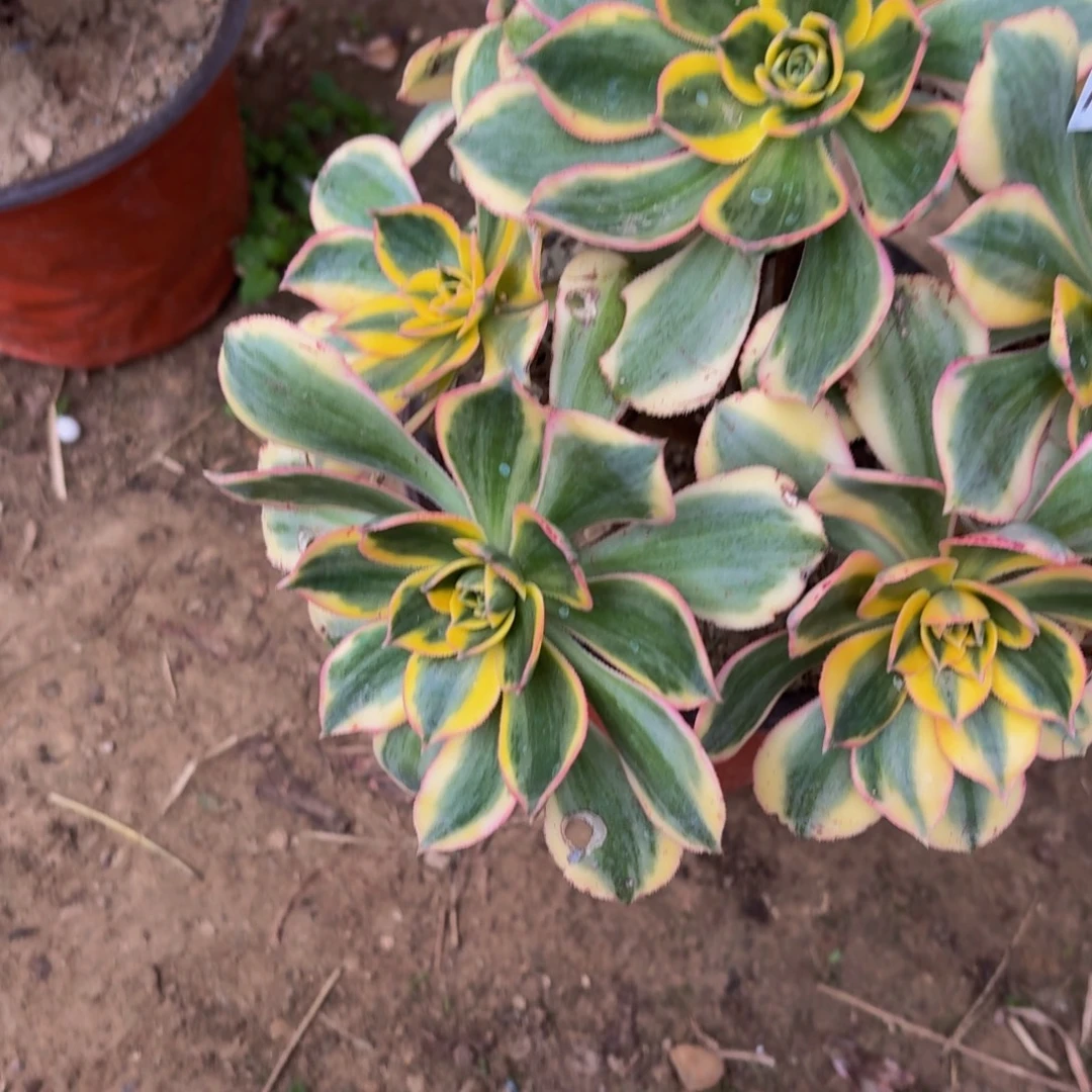 825多肉植物捧花的