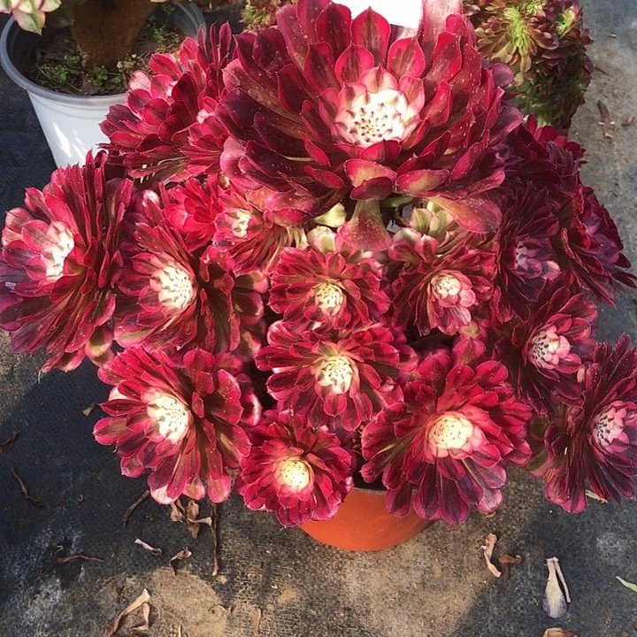 稻****i52号 红铜超白 多肉植物