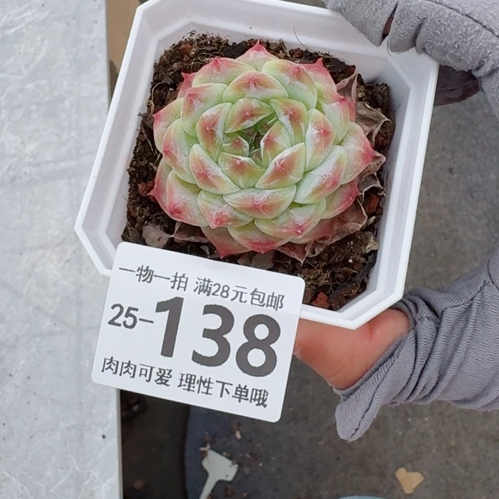 秘境冰魄多肉植物多肉植物多肉