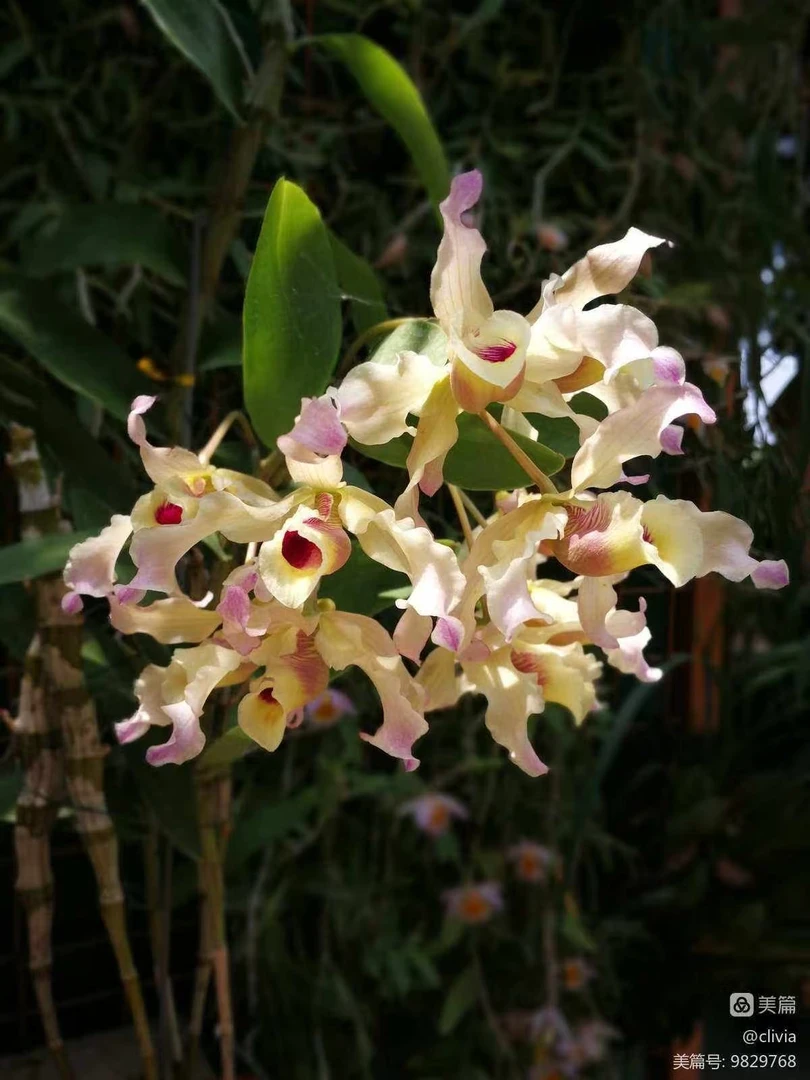 石斛种植花卉苗（丁香）