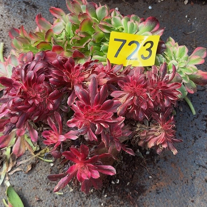 多肉植物福利723