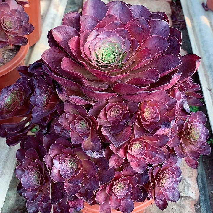 魅金玫瑰，多肉植物