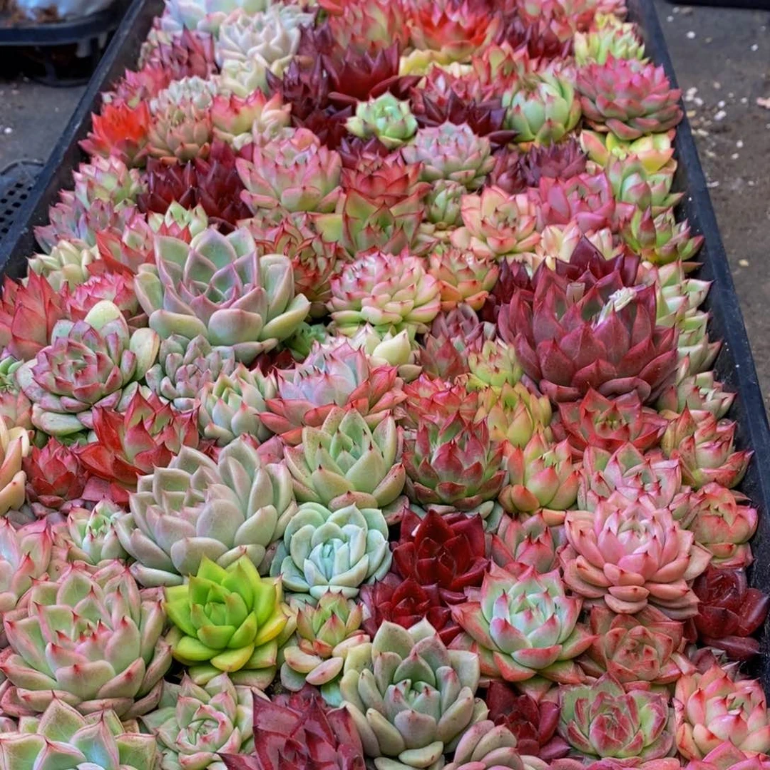 苏**干423多肉植物保护研究所所长助理研究员