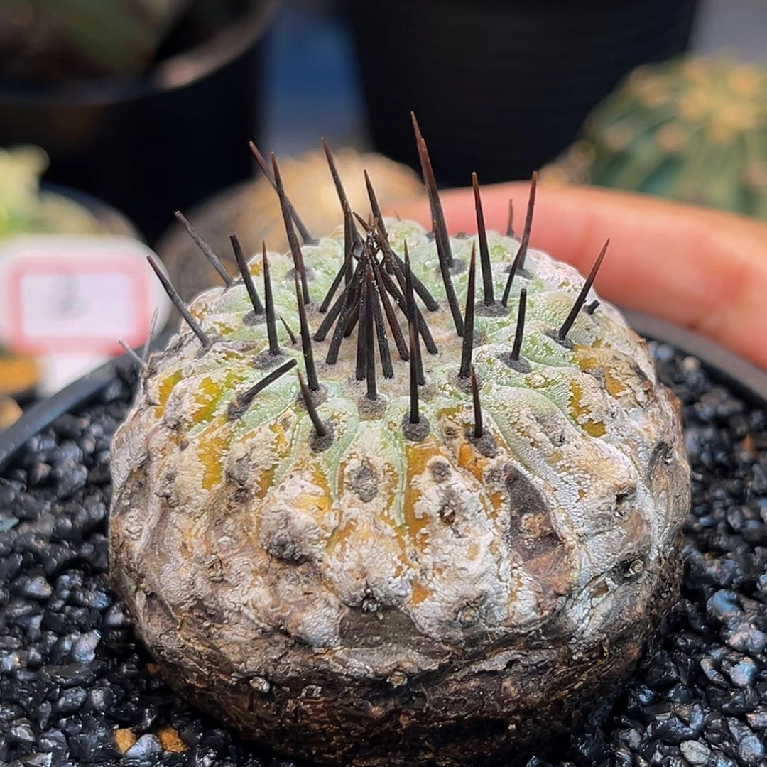 黑王丸ZzzzzzzzzzzzzzZzz