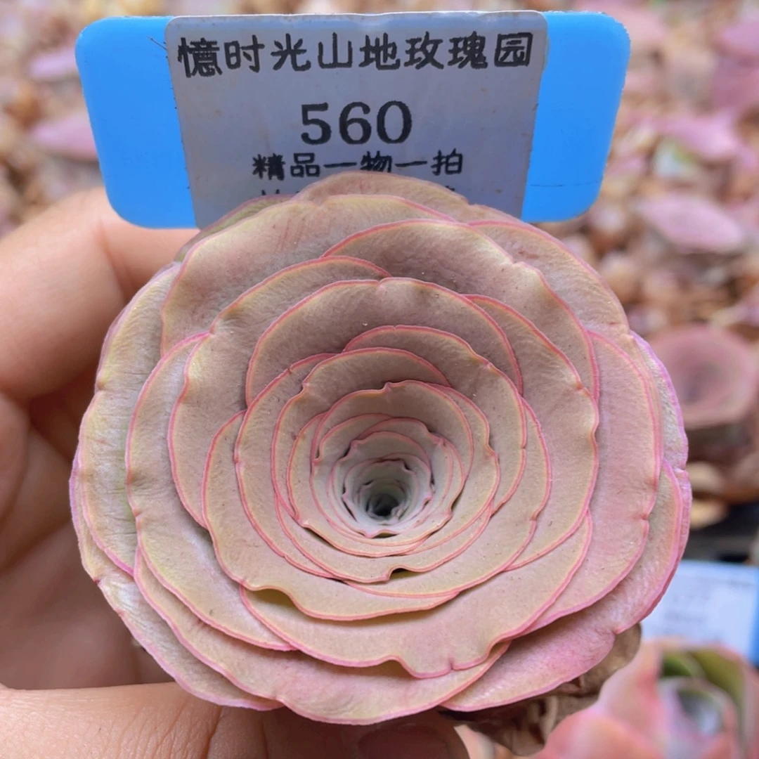 山地玫瑰560裸根发货不售后