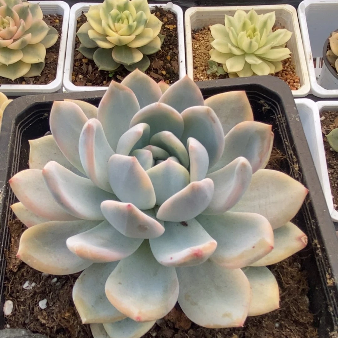 185橙子锦锦锦锦锦锦锦