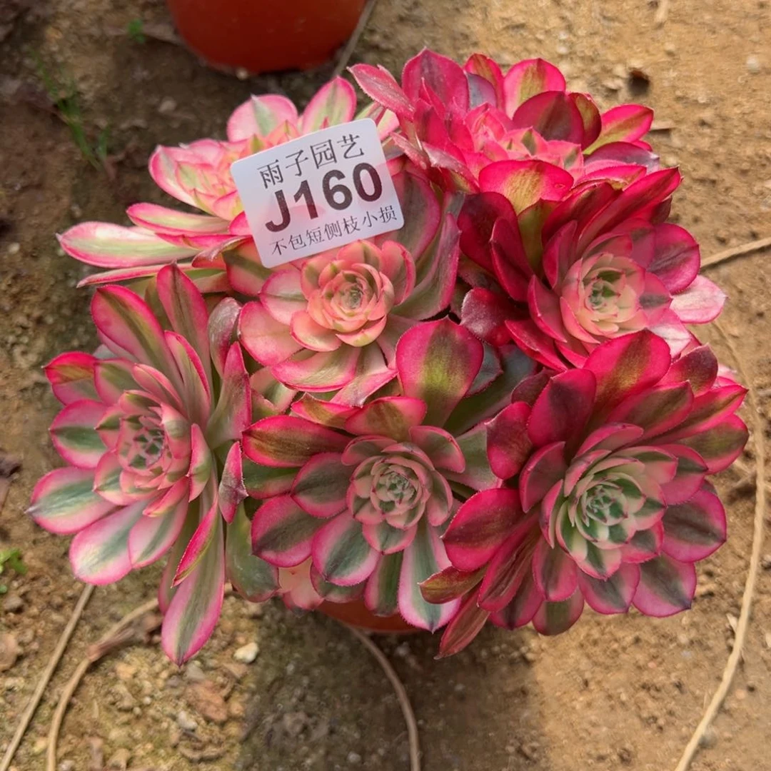 160倾城尺寸20左右特价