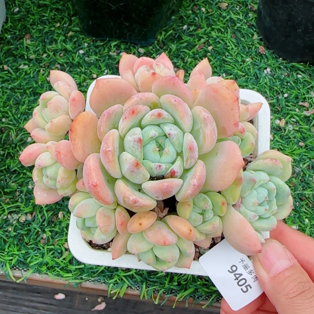 望舒，9405多肉植物