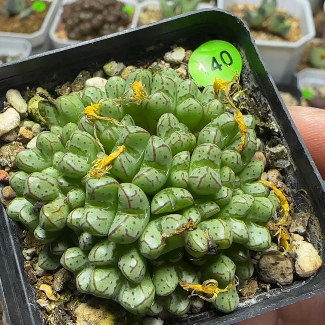 漂漂亮亮多肉植物140