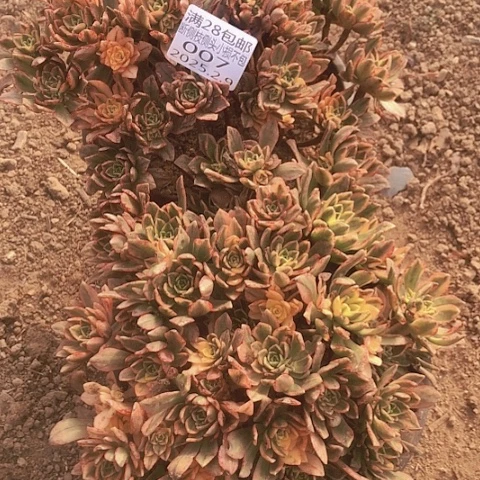 大***手2.9-7甜茶多肉2植物