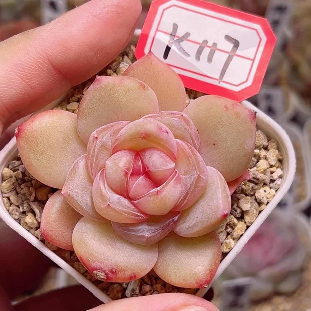 K117一物一拍 润舒