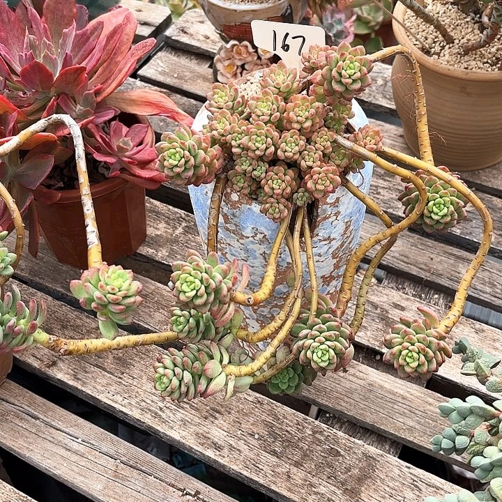 多肉植物，香格里拉167号