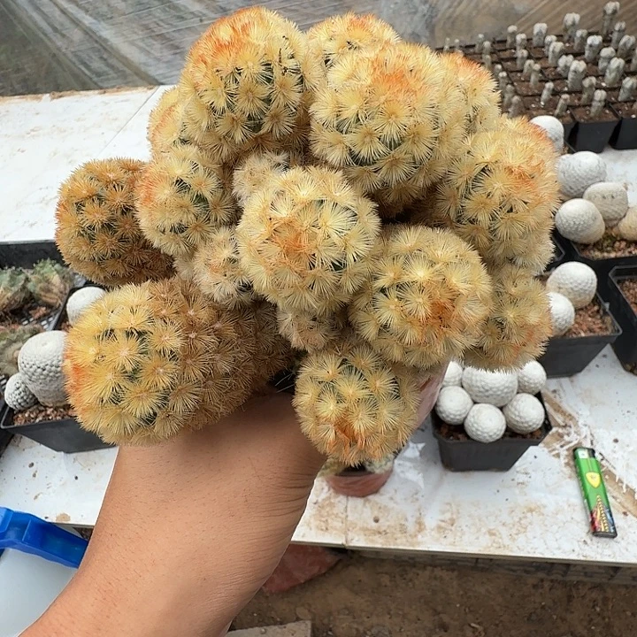 ****飞嘉文丸落地群头发货