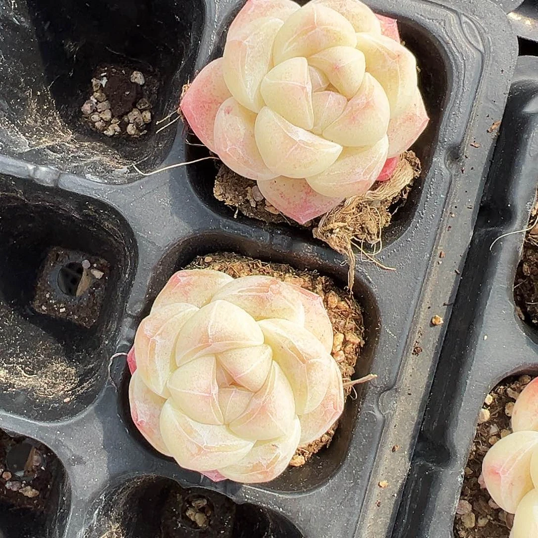 _***然多肉单头冰玉1335