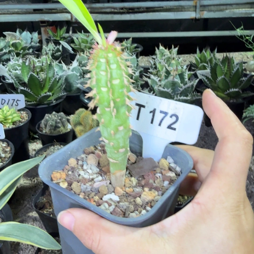 福利喷火龙带盆发