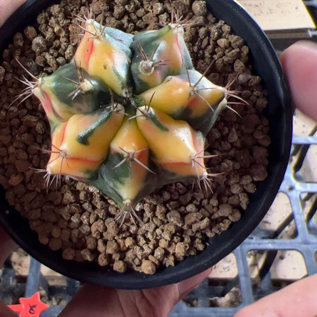 当前无花栽培后可以开花532