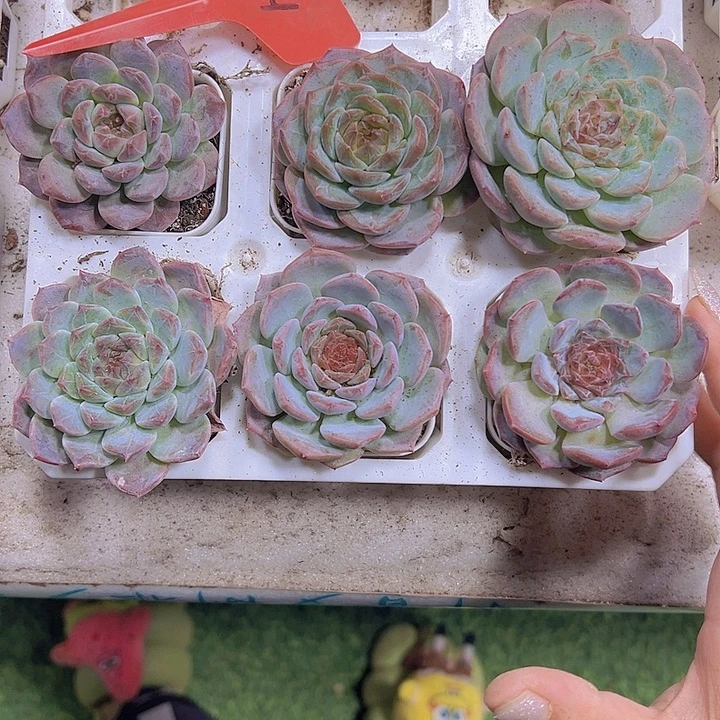 彩虹冰魄19包邮多肉