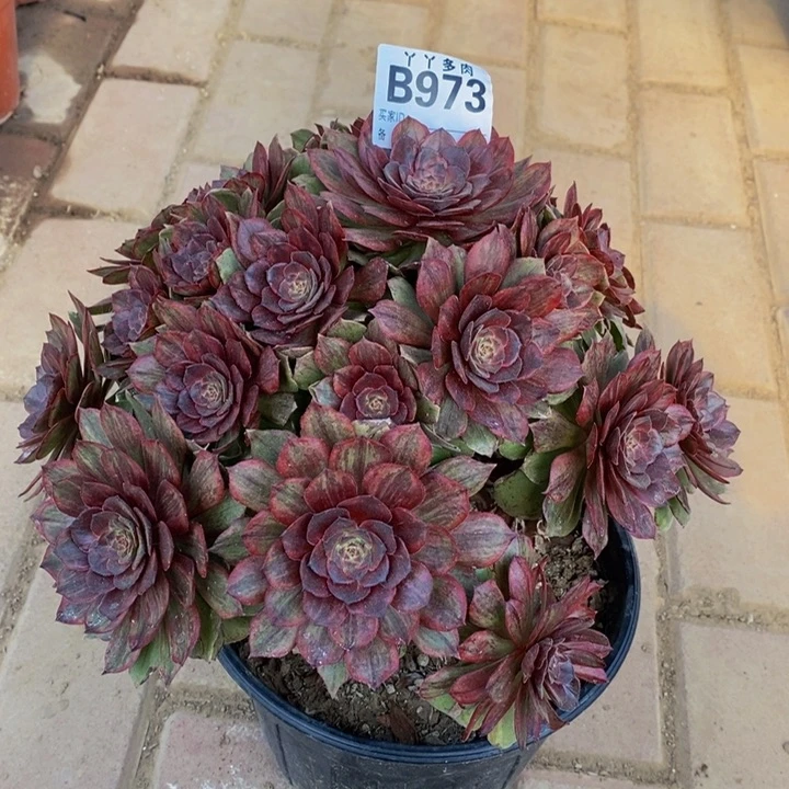 可***妮多肉法师红丝绒973