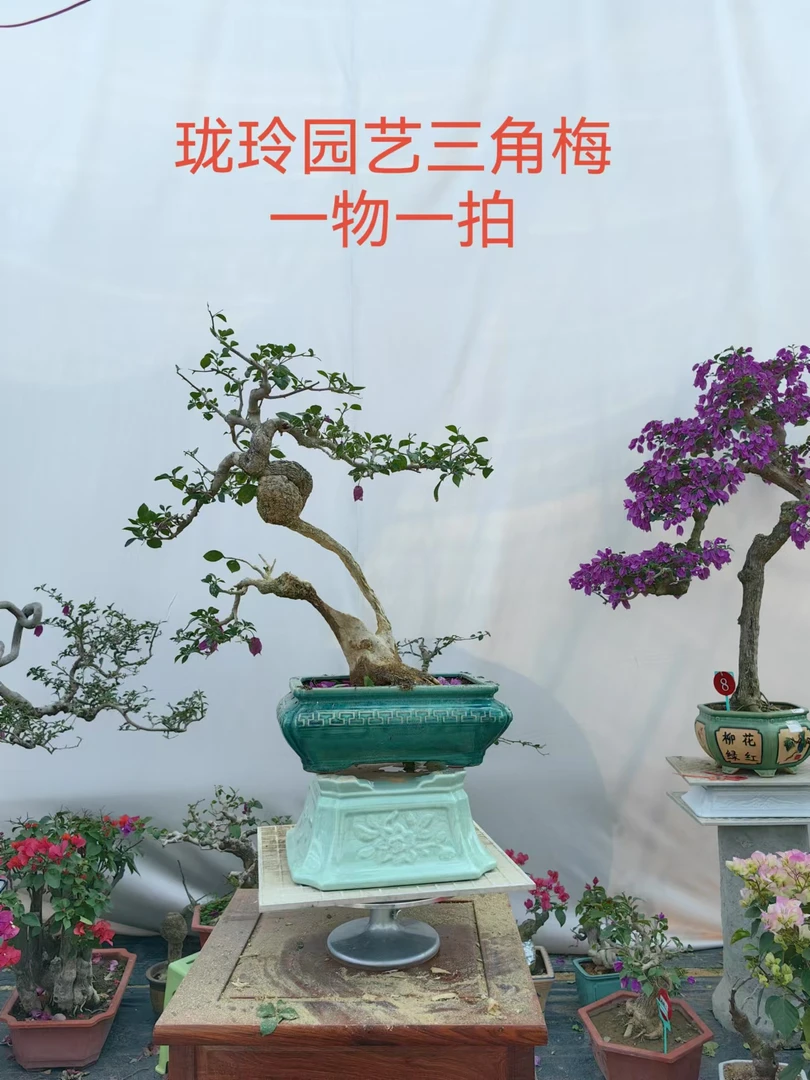 sanjiaomei/三角梅一物一拍三角梅盆景