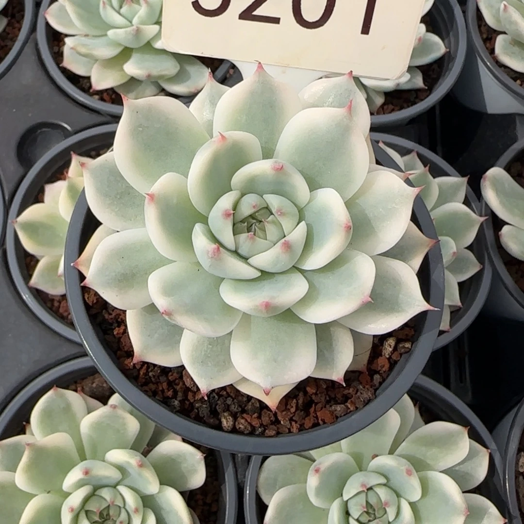 辣***台5201。     吉娃娃锦