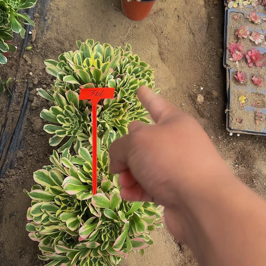 招*喵306白凤哦哦哦