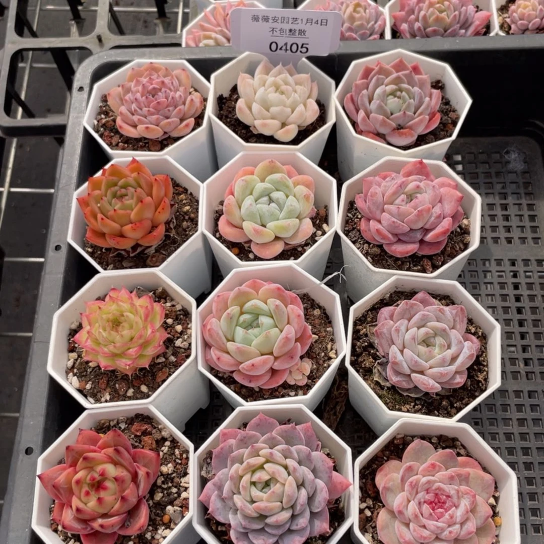 不包整散 盆子不售后0405