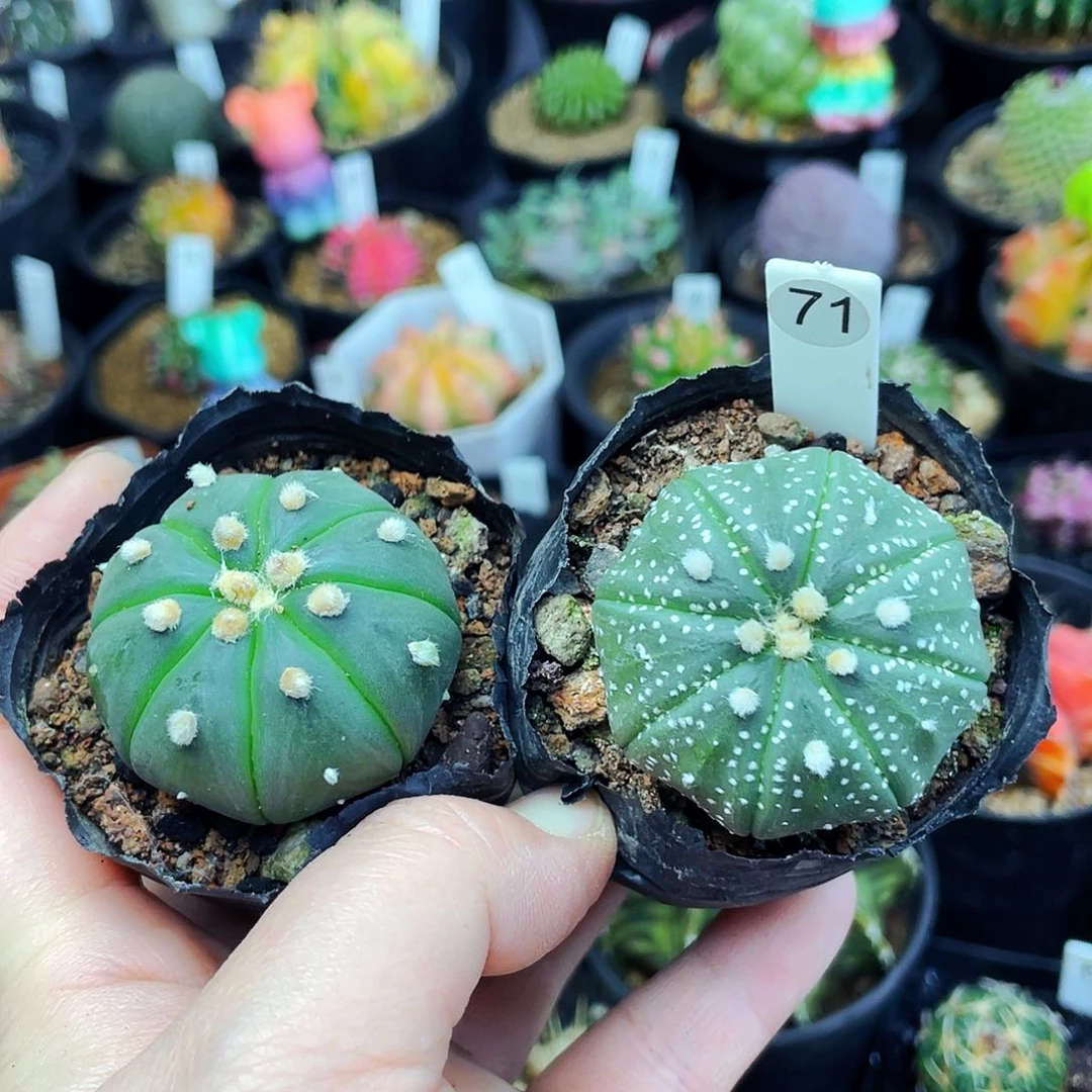 非偏远地区满25包邮仙人球