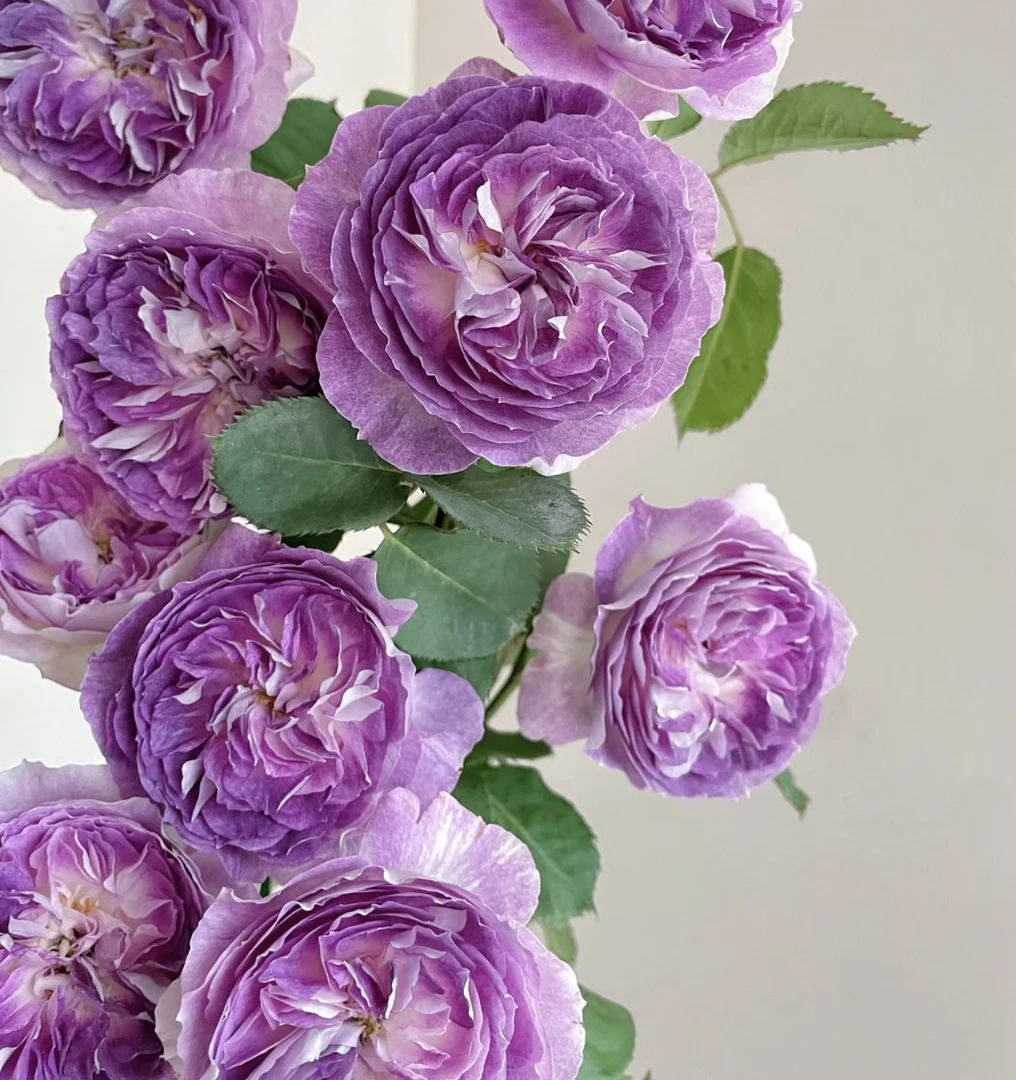 蓝月石月季花苗河本系列中苗新品花多头耐开浓香花卉玫瑰盆栽灌木