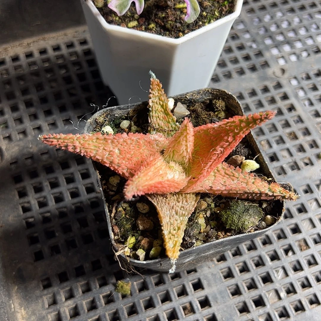 多肉套餐福利上车