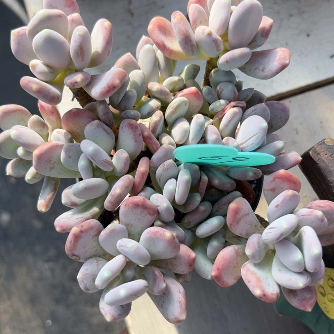 9*。多肉植物一物一拍