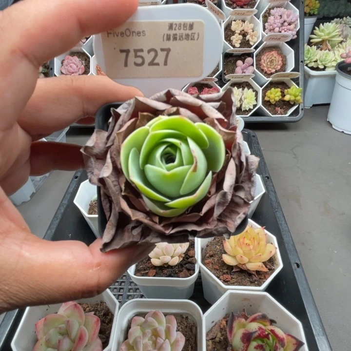 7527鸡蛋玫瑰4.0厘米