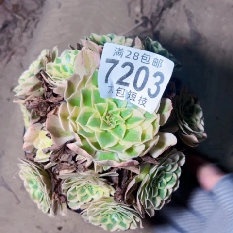 7204多肉植物法师法师