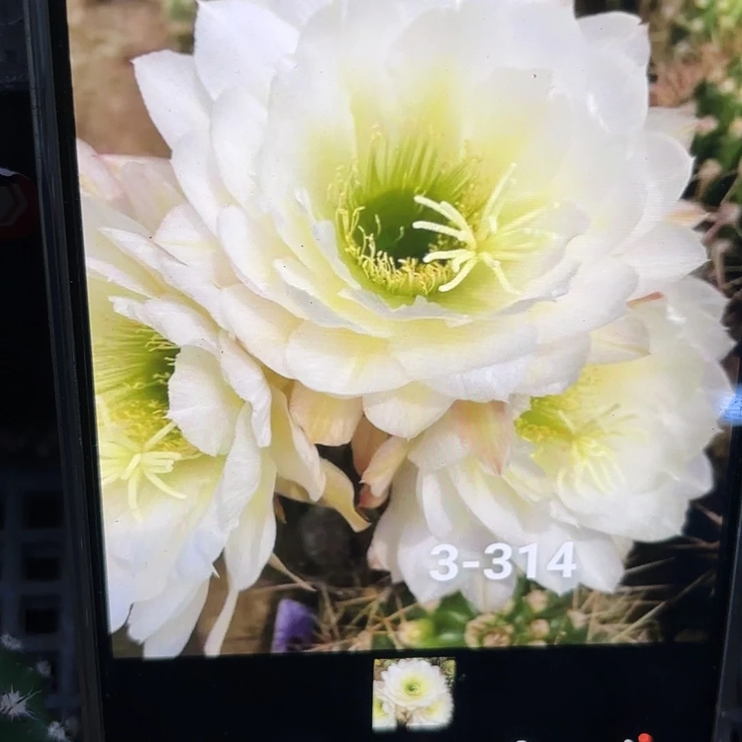 3-314毛侧牙20包邮仙人球52