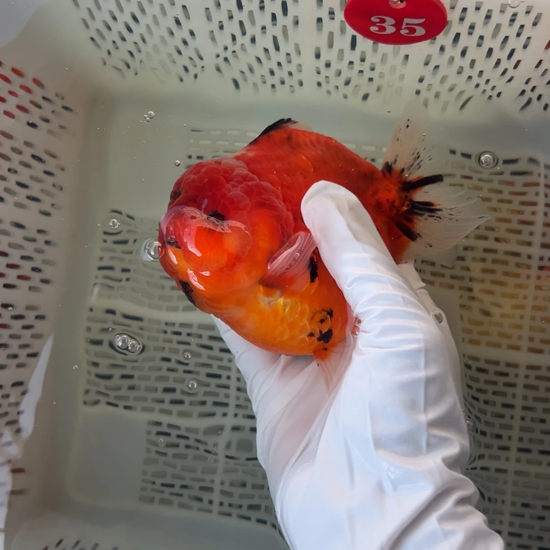 V***y海水鱼你好微瑕哦亲签有什么