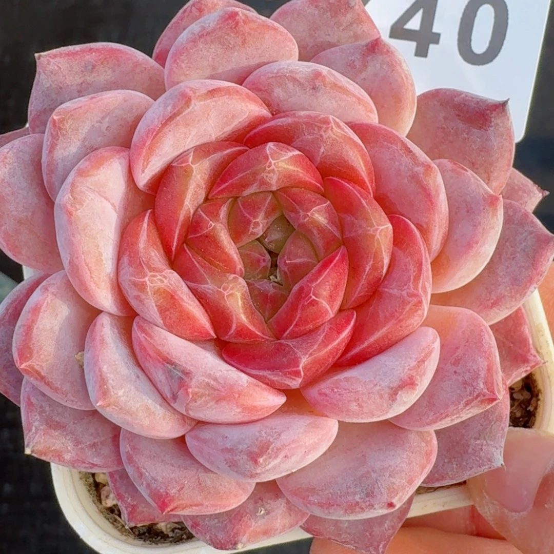 冰魄母本         精品多肉