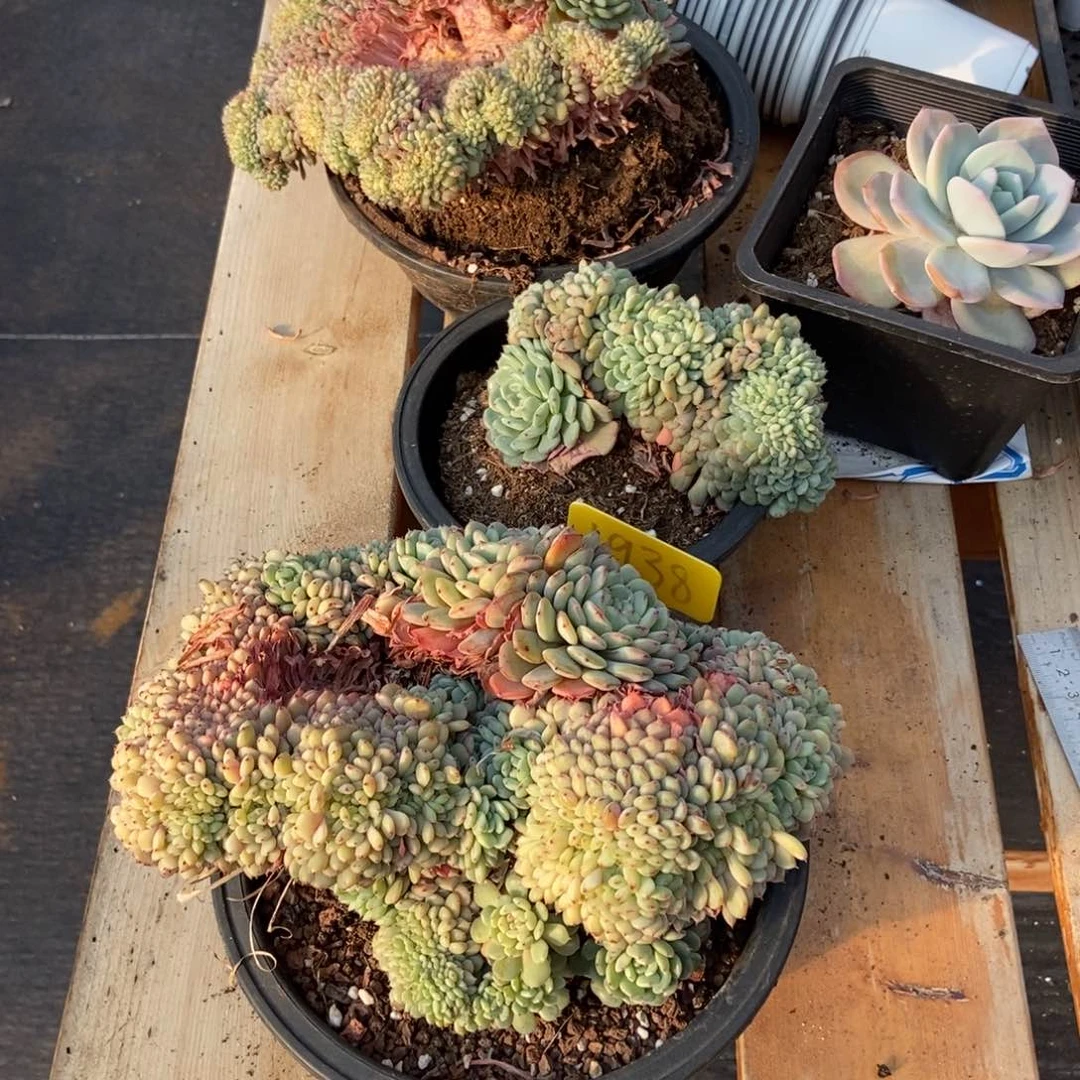 *️****1938白胖子缀多肉植物