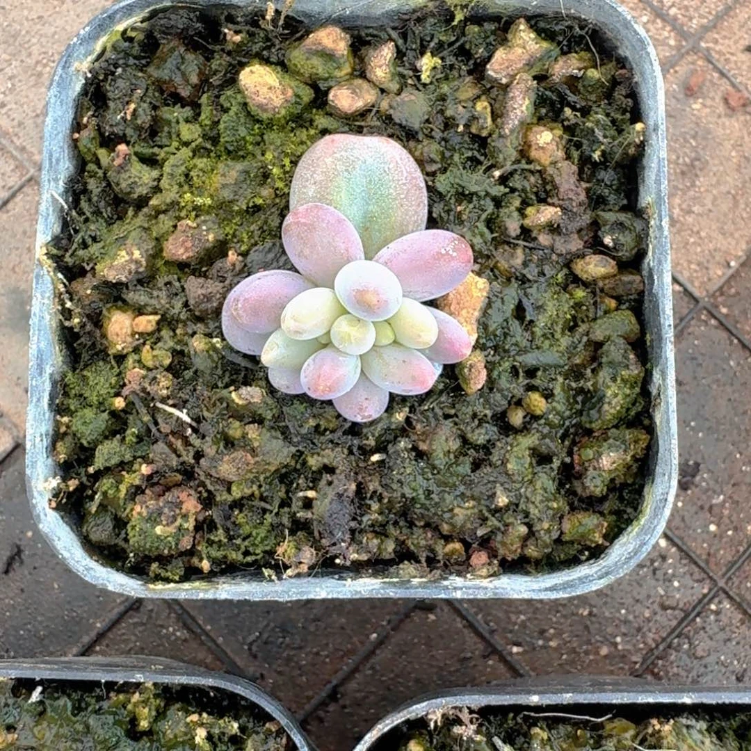 胖烟花 叶插  一物一拍