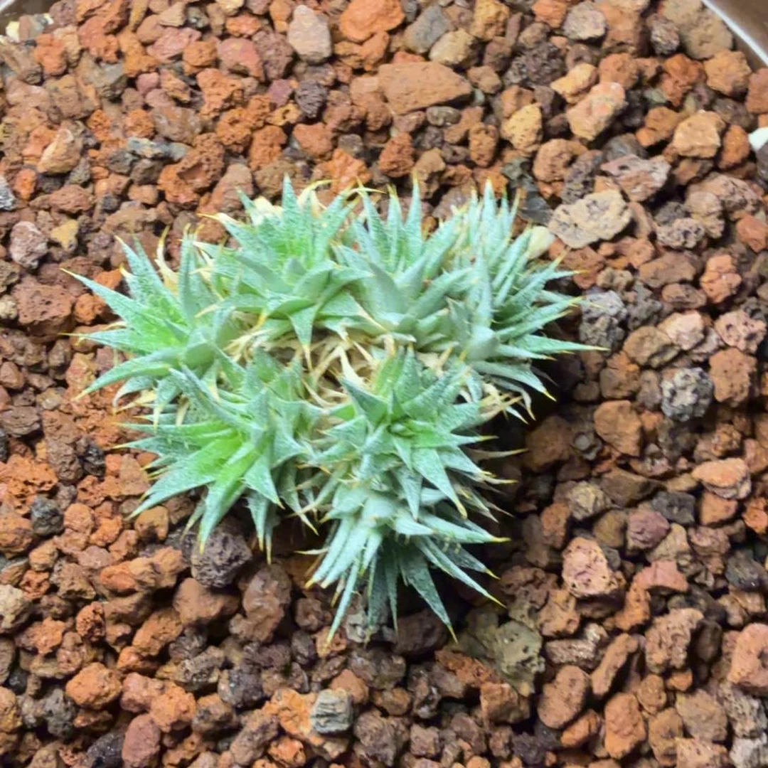 多肉植物坨坨凤10个头左右