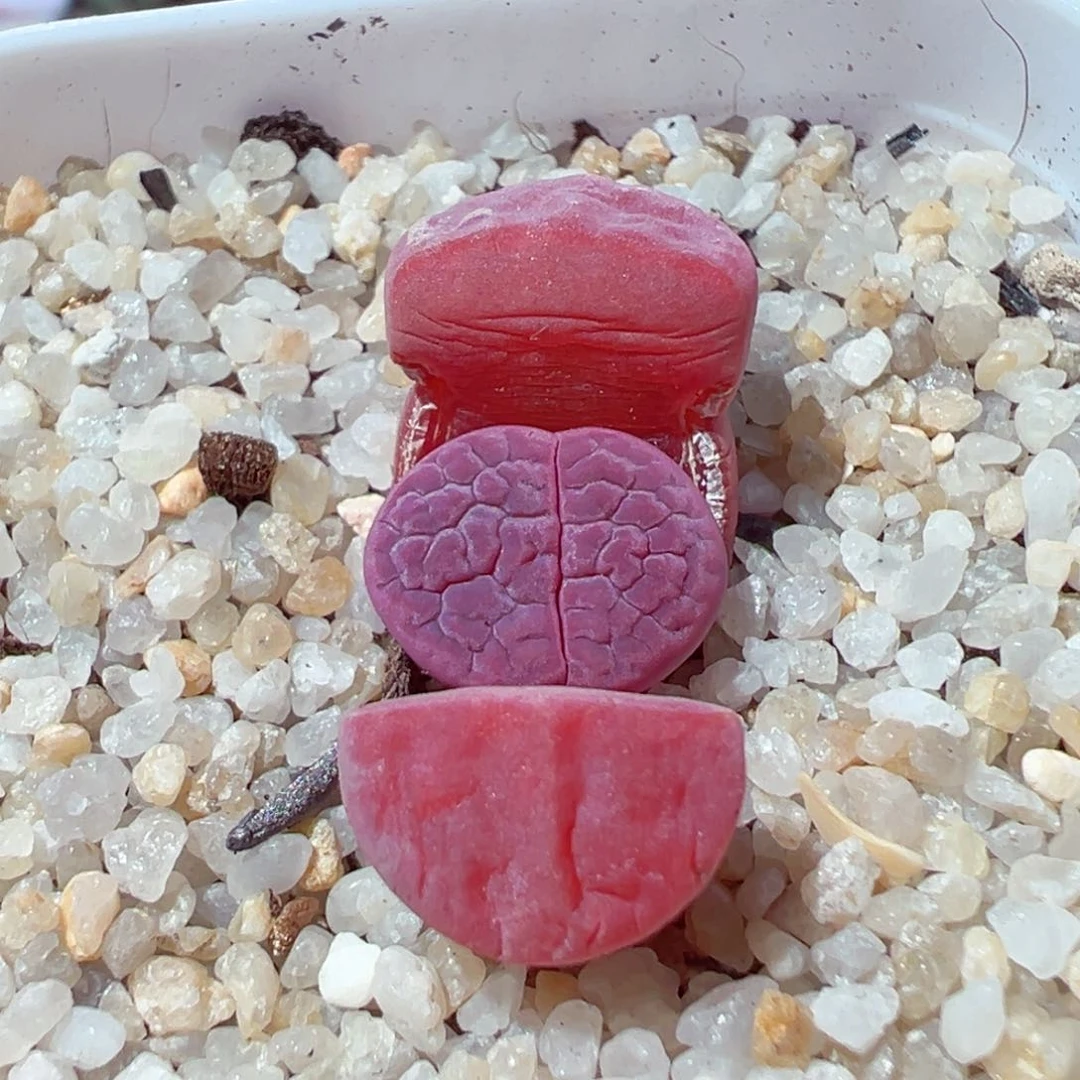 安***院207-470.我的小伙伴