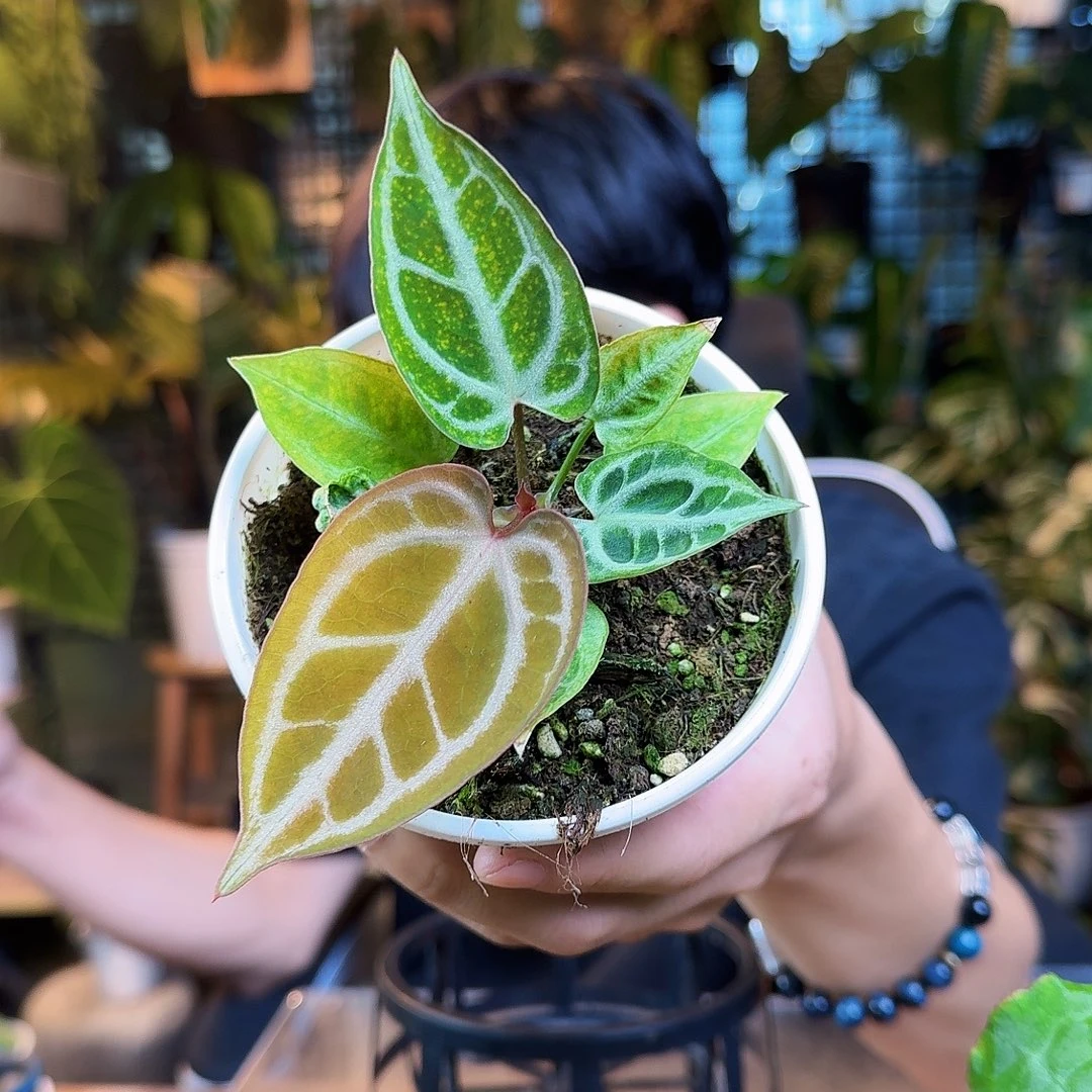 浅***㜣完全开放一物一拍T13