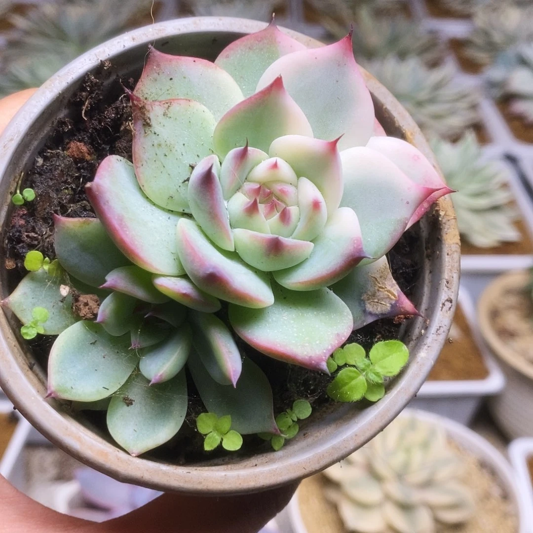27锦锦锦锦锦锦锦锦锦