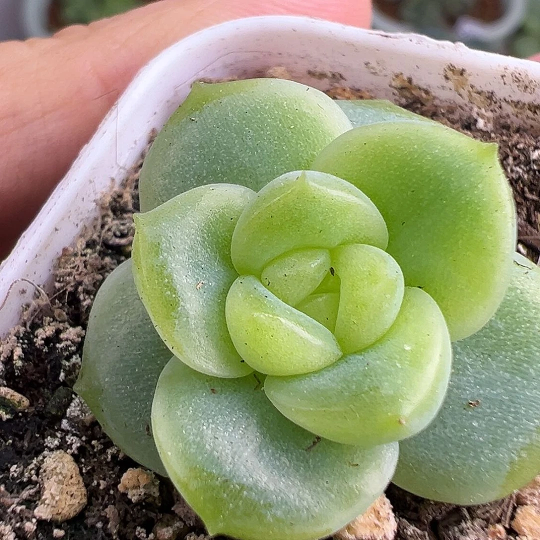 风花雪月小家碧玉单头
