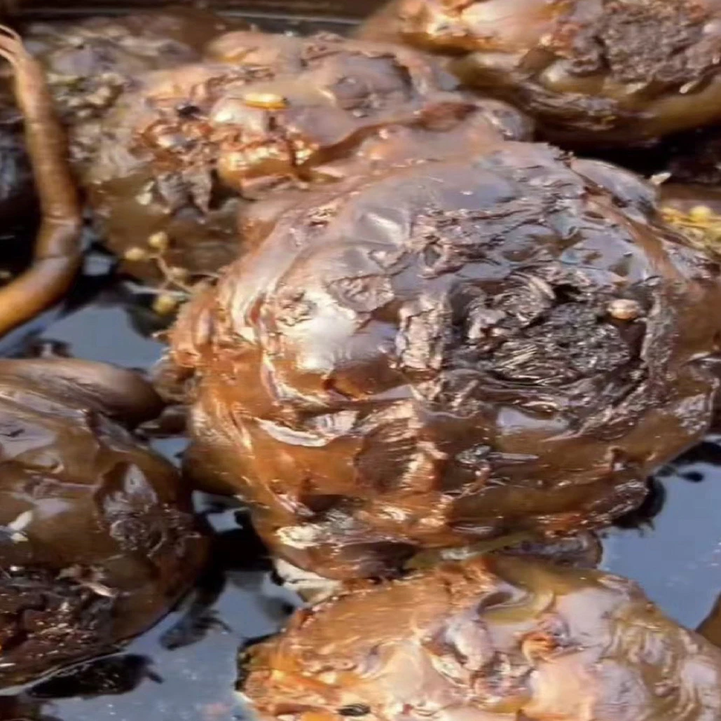 山东特产精品老狮子头低盐咸菜（五年腌制）