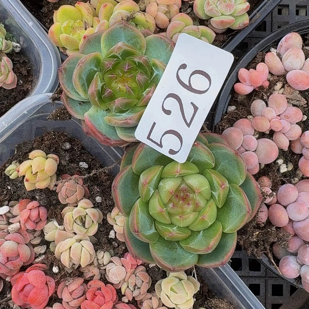 多肉植物多肉植物526