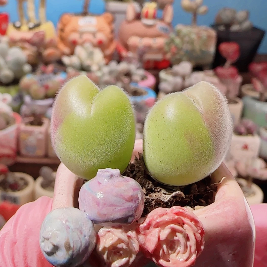 T可爱型蟹钳毛翠盆口2.5cm